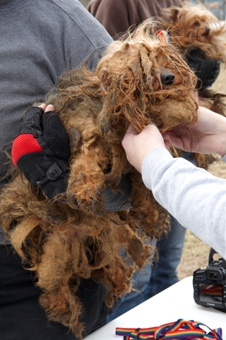 Severely Matted Yorkshire Terrier