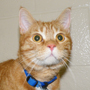 Picture of Zeus - e-Tails Cat of the Month