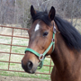Picture of Artemis - e-Tails Horse of the Month