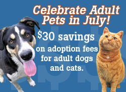 Celebrate Adult Pets in July