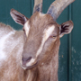 Picture of Elfis - eTails Ranch Animal July 2009