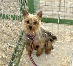 Indiana Puppy Mill Rescue