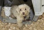 Indiana Puppy Mill Rescue