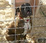 Indiana Puppy Mill Rescue