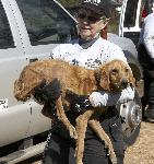 Howell County Substandard Breeder Rescue