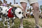 Bark in the Park 2008