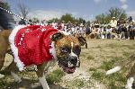 Bark in the Park 2008