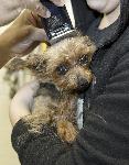 Greene County Yorkie Rescue