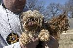 Puppy Mill Rescue- Seneca, MO