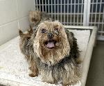 Puppy Mill Rescue- Seneca, MO