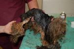 Greene County Yorkie Rescue