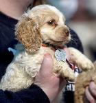 Puppy Mill Rescue- Seneca, MO