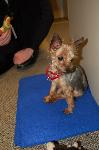 Greene County Yorkie Rescue