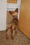 Greene County Yorkie Rescue