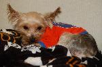 Greene County Yorkie Rescue