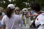 Bark in the Park 2009