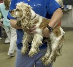 Unlicensed Puppy Mill Rescue