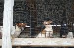 Unlicensed Puppy Mill Rescue